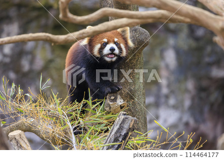 Red Panda Tama Zoo Red Panda Tama Zoo 114464177