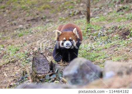 Red Panda Tama Zoo 114464182