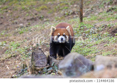 Red Panda Tama Zoo Red Panda Tama Zoo 114464186