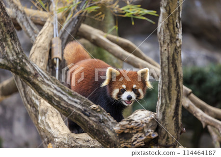 Red Panda Tama Zoo 114464187