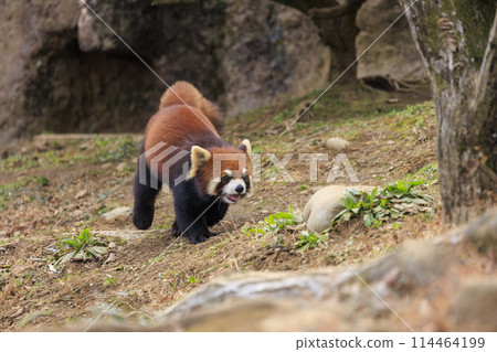 紅熊貓多摩動物園 114464199
