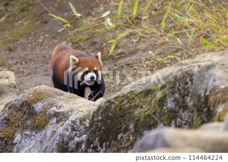 紅熊貓多摩動物園 114464224
