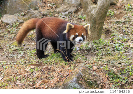 Red Panda Tama Zoo 114464236