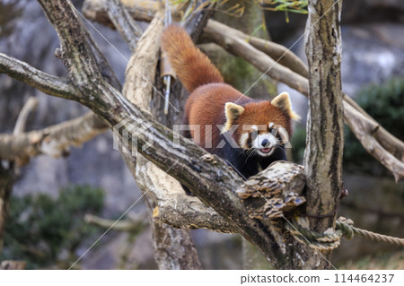 Red Panda Tama Zoo 114464237