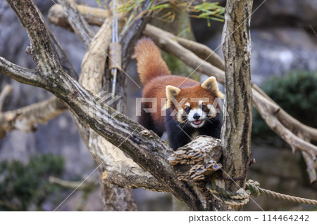 Red Panda Tama Zoo 114464242