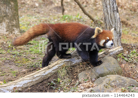 Red Panda Tama Zoo Red Panda Tama Zoo 114464243
