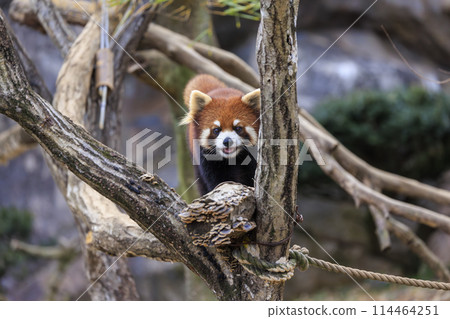 Red Panda Tama Zoo Red Panda Tama Zoo 114464251