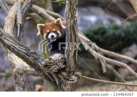 Red Panda Tama Zoo 114464267