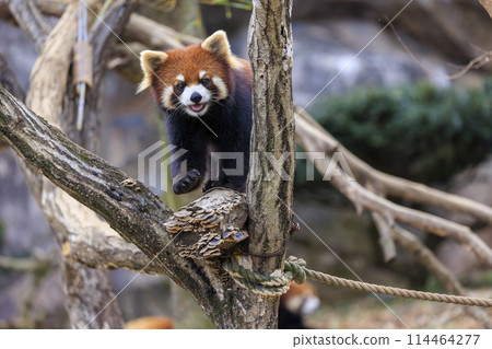 Red Panda Tama Zoo Red Panda Tama Zoo 114464277