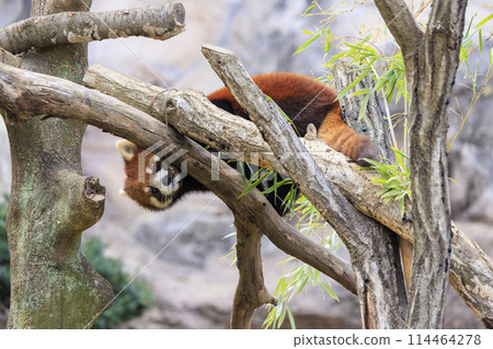紅熊貓多摩動物園 114464278