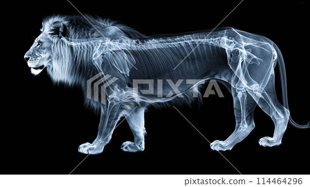 The Hidden Framework of a Lion: An X-ray Walk on the Wild Side 114464296