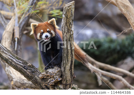 紅熊貓多摩動物園 114464386