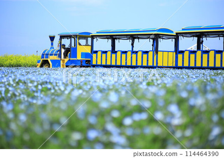 太陽山 Nemophila 和火車 114464390