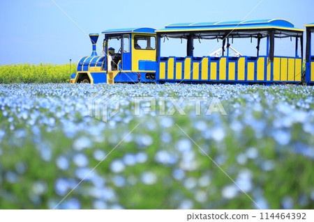 Soleil Hill: Nemophila and Train Soleil Hill: Nemophila and Train 114464392