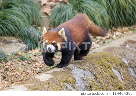 Red Panda Tama Zoo Red Panda Tama Zoo 114464393