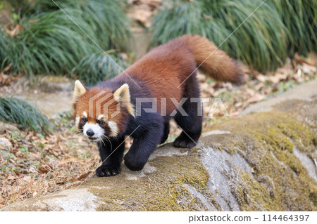 紅熊貓多摩動物園 紅熊貓多摩動物園 114464397