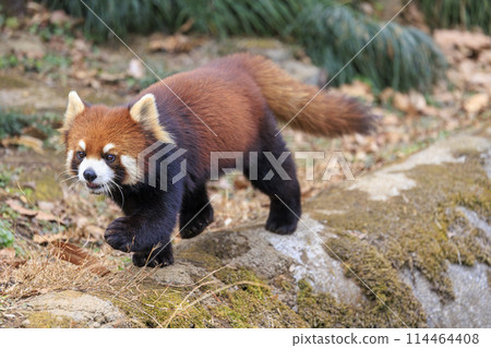 紅熊貓多摩動物園 紅熊貓多摩動物園 114464408