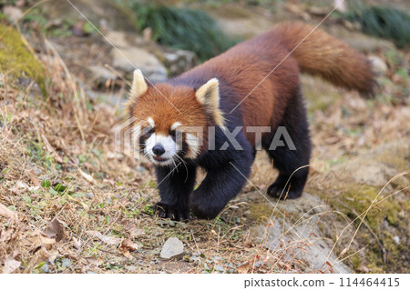紅熊貓多摩動物園 114464415
