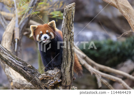 紅熊貓多摩動物園 114464429