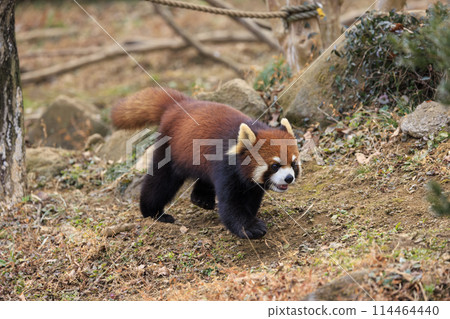 紅熊貓多摩動物園 紅熊貓多摩動物園 114464440