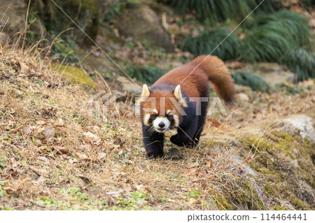 紅熊貓多摩動物園 紅熊貓多摩動物園 114464441