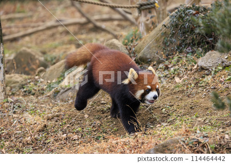 紅熊貓多摩動物園 114464442