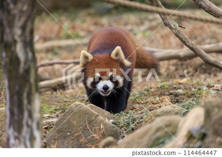 Red Panda Tama Zoo Red Panda Tama Zoo 114464447