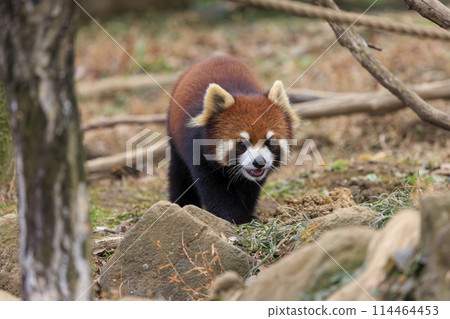 紅熊貓多摩動物園 紅熊貓多摩動物園 114464453