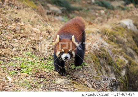 紅熊貓多摩動物園 114464454