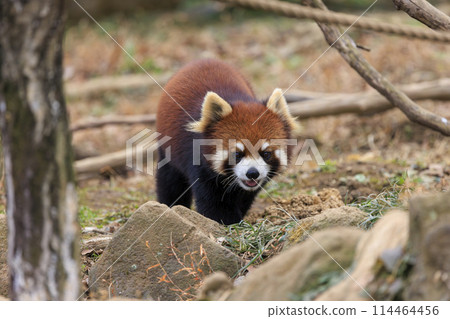紅熊貓多摩動物園 114464456