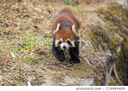 紅熊貓多摩動物園 114464464