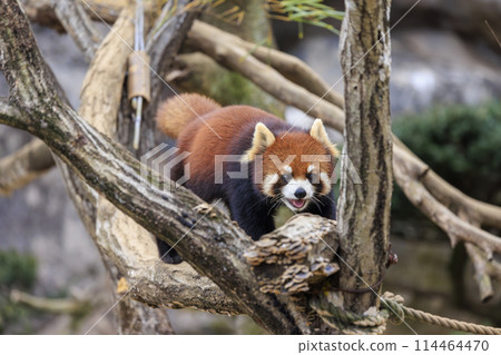 Red Panda Tama Zoo 114464470