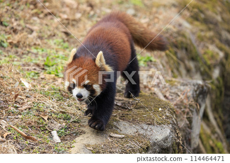 Red Panda Tama Zoo 114464471