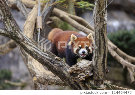 紅熊貓多摩動物園 114464473