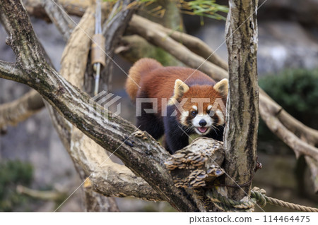 Red Panda Tama Zoo 114464475