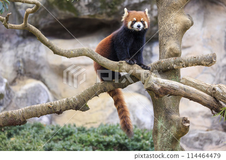 Red Panda Tama Zoo 114464479