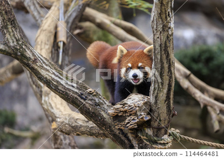 紅熊貓多摩動物園 紅熊貓多摩動物園 114464481