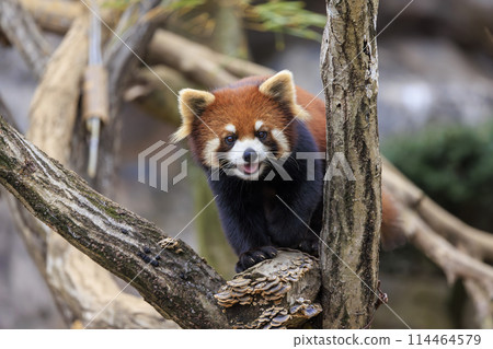 紅熊貓多摩動物園 114464579