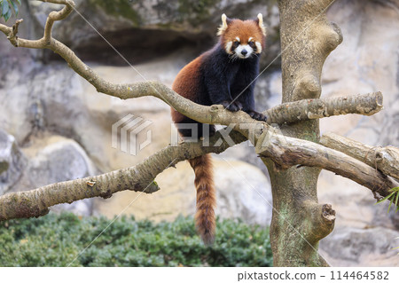Red Panda Tama Zoo 114464582