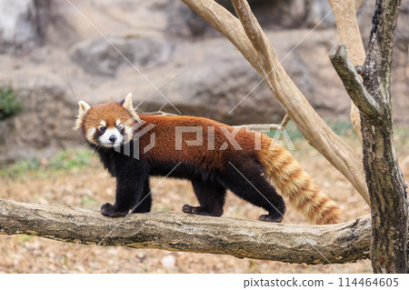 Red Panda Tama Zoo Red Panda Tama Zoo 114464605