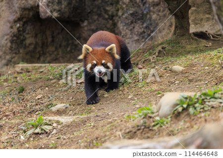 Red Panda Tama Zoo 114464648