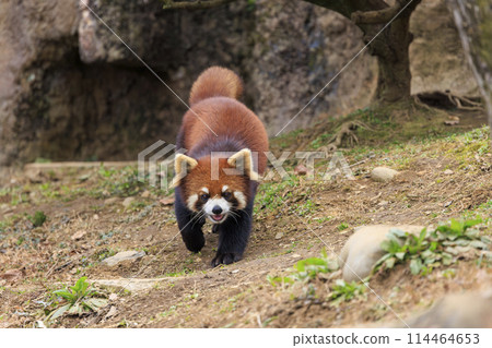 紅熊貓多摩動物園 紅熊貓多摩動物園 114464653