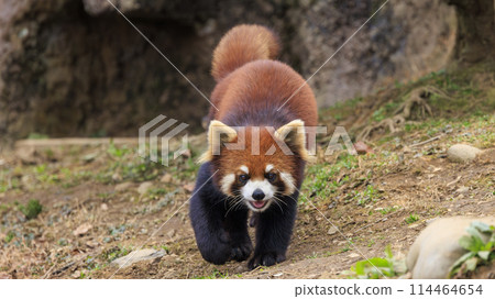紅熊貓多摩動物園 紅熊貓多摩動物園 114464654