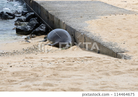[Hawaii] Hawaiian monk seal taking a nap 114464675