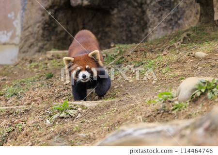 紅熊貓多摩動物園 114464746