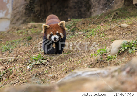 紅熊貓多摩動物園 114464749
