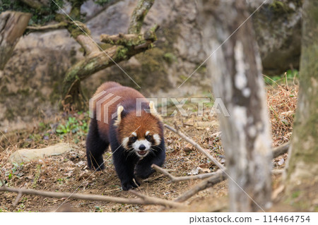 Red Panda Tama Zoo 114464754