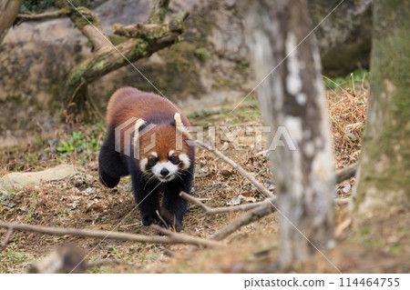 Red Panda Tama Zoo 114464755
