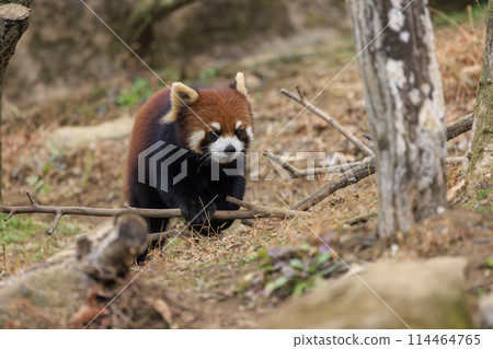 Red Panda Tama Zoo Red Panda Tama Zoo 114464765