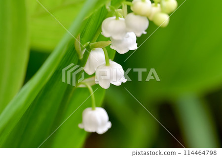 White lily of the valley 114464798